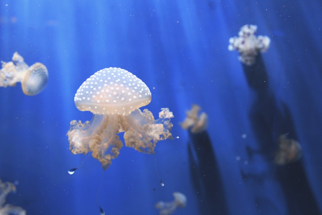 jellyfish